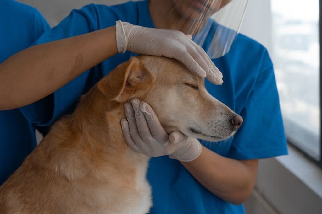 FirstVet