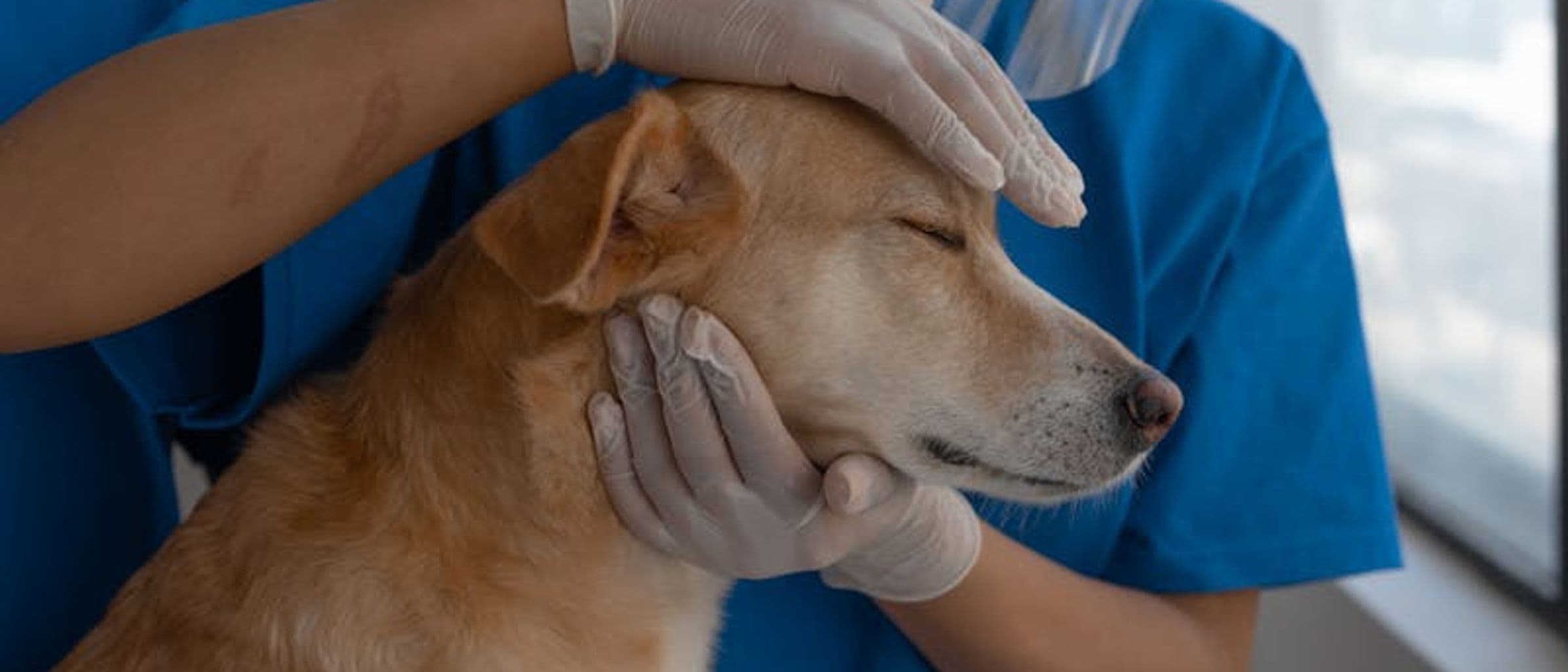 FirstVet